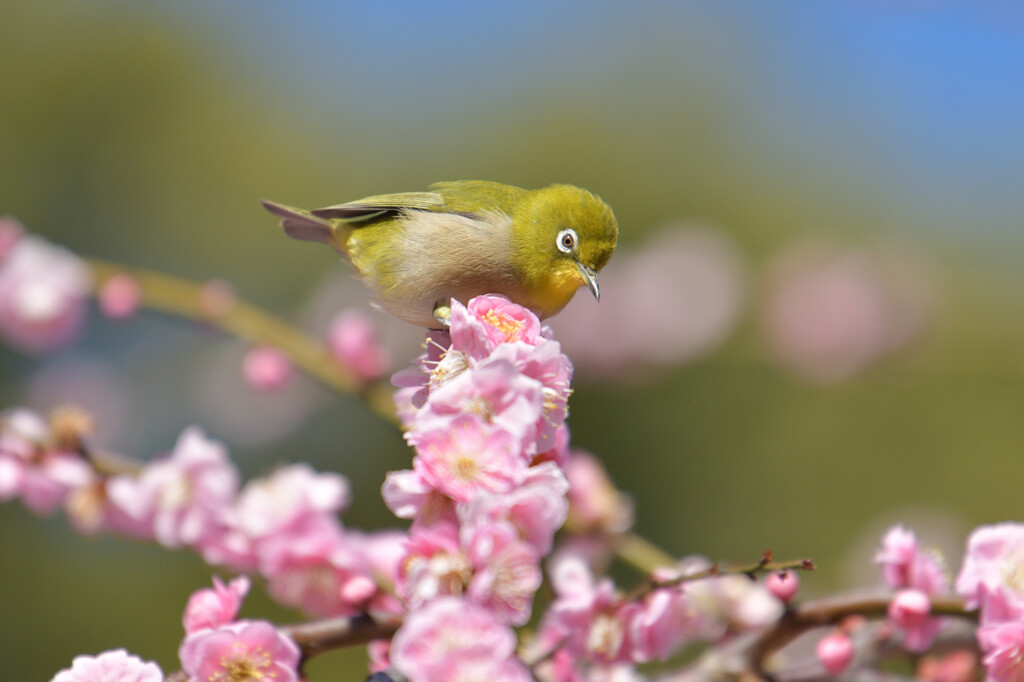 今年のウメジロー③