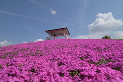 芝桜の丘