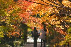 参道紅葉