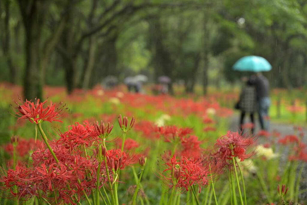 雨の彼岸花鑑賞