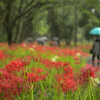 雨の彼岸花鑑賞