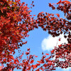秋を見上げてみた