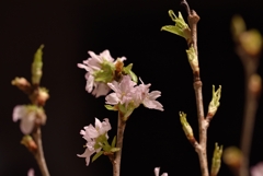 気の早い桜2
