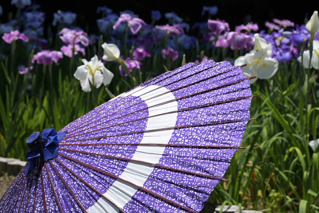 菖蒲色