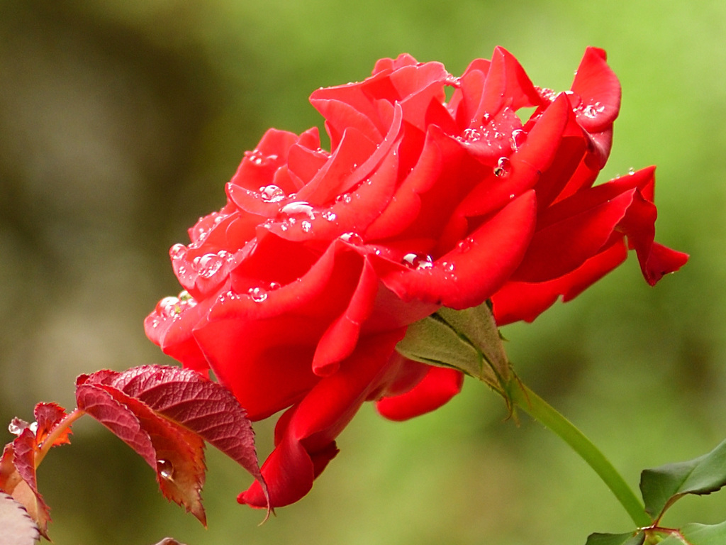 雨中の薔薇
