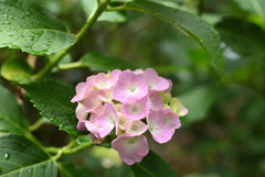 紫陽花ピックアップ⑦