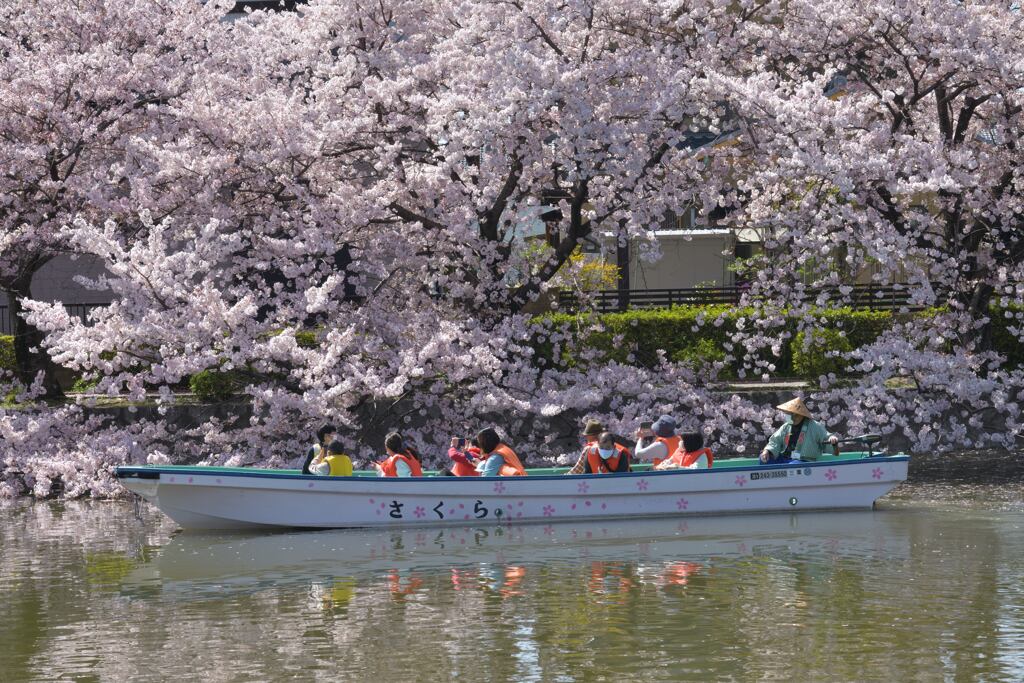 桜船