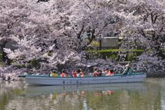 桜船