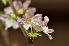 気の早い桜３