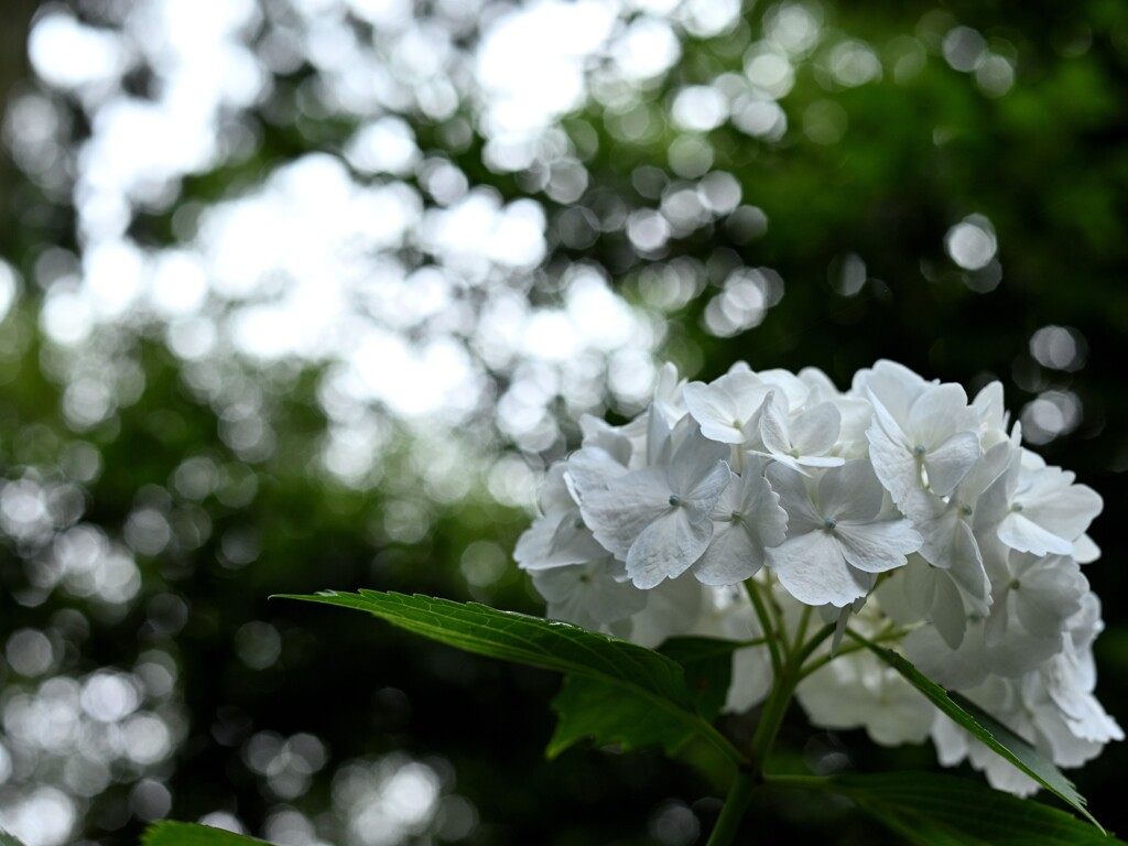紫陽花ピックアップ⑥
