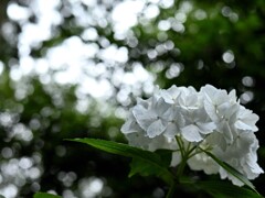 紫陽花ピックアップ⑥
