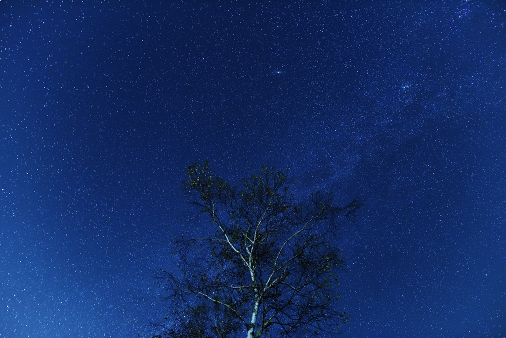 満天の星と一本の白樺