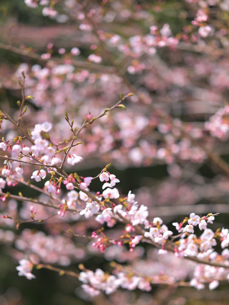 桜色
