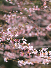 桜色