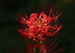 紅一輪
