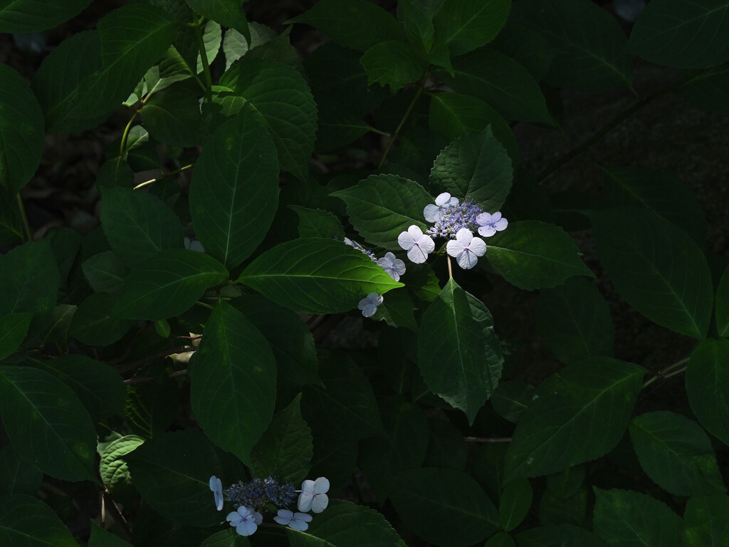 日の当たる場所(紫陽花）