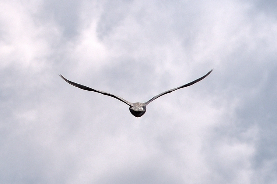 MAZDAマーク・・・カモメ