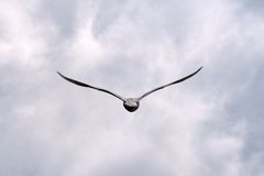 MAZDAマーク・・・カモメ