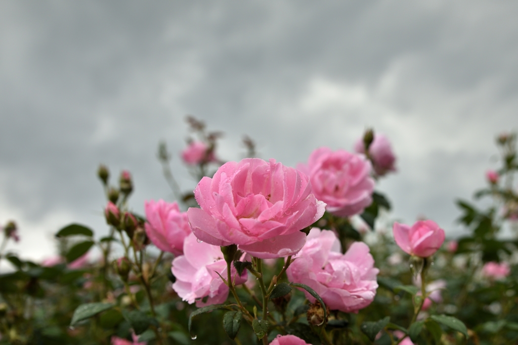 暗雲と薔薇