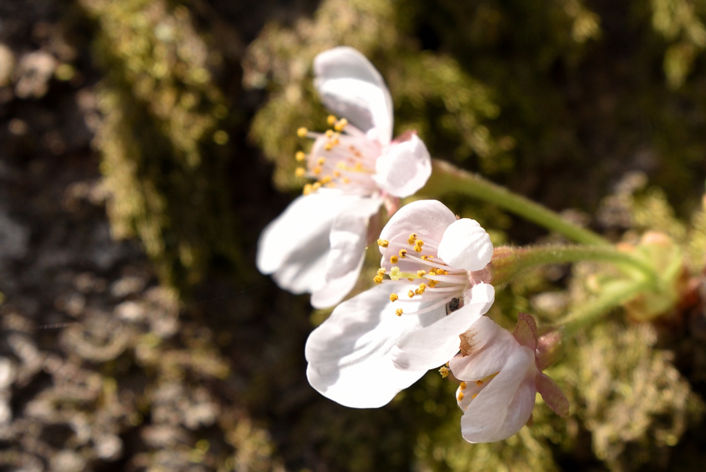 小さな開花