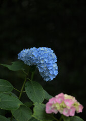 今年の紫陽花