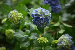 紫陽花ピックアップ①