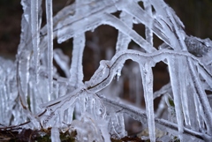 wood in ice 1