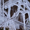 wood in ice 1