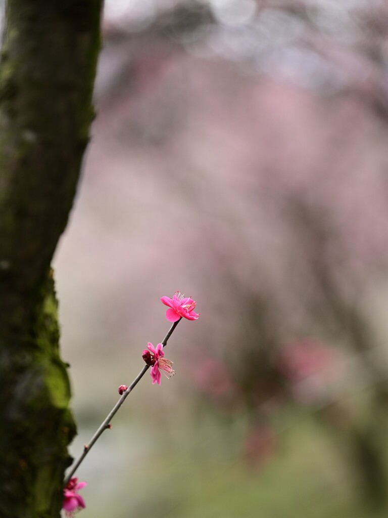 新芽開花