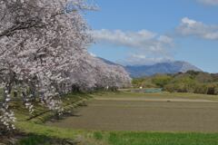 田園