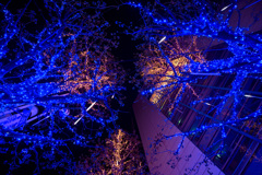 見上げてごらん夜の木を