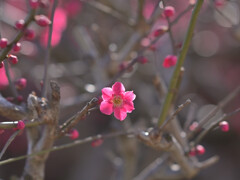紅梅透光