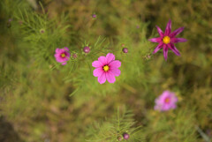 俯瞰秋桜