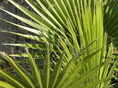 ヤシの葉