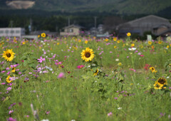 無秩序な花畑