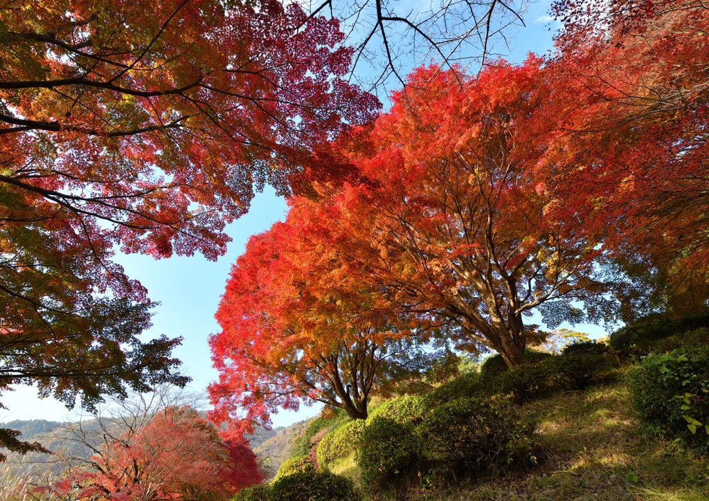 燃える萌える