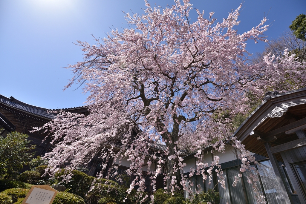 屋根より高い大枝垂れ