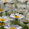 旬の花粉
