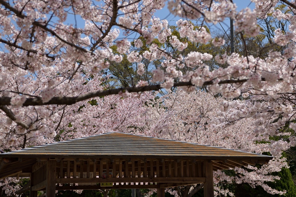 桜屋根