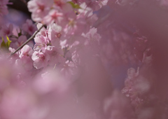 河津桜