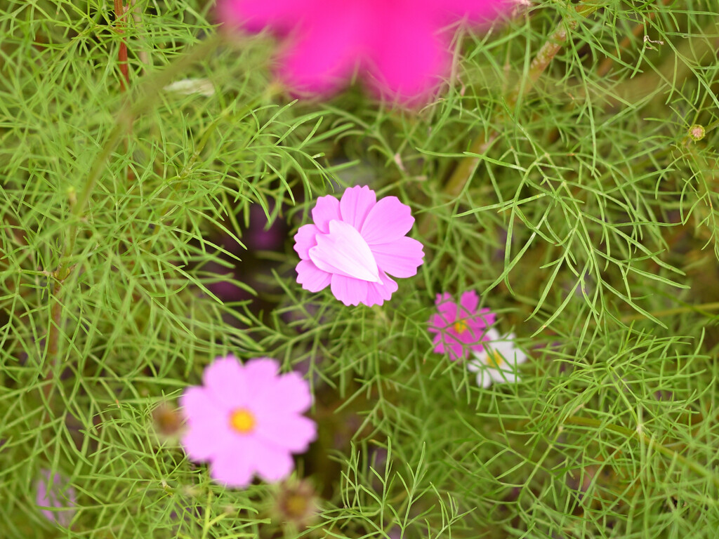 花弁