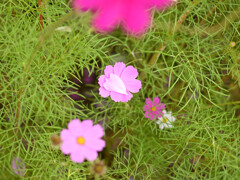 花弁