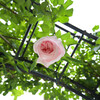 頭上の薔薇