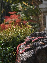 這う紅葉