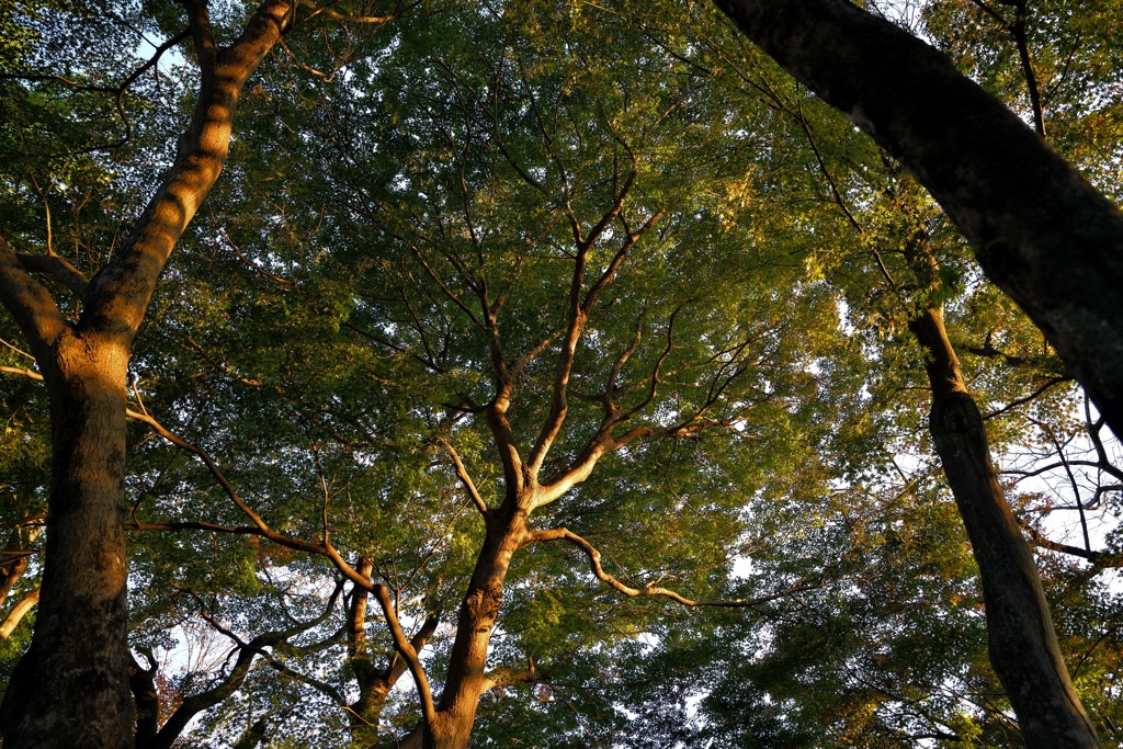 夕方の木漏れ日
