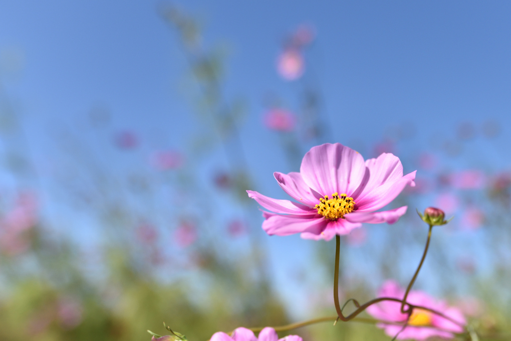 秋桜・・・秋晴れ