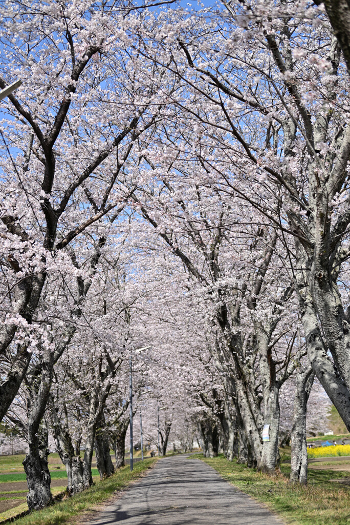 ローカルな桜並木