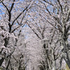 ローカルな桜並木