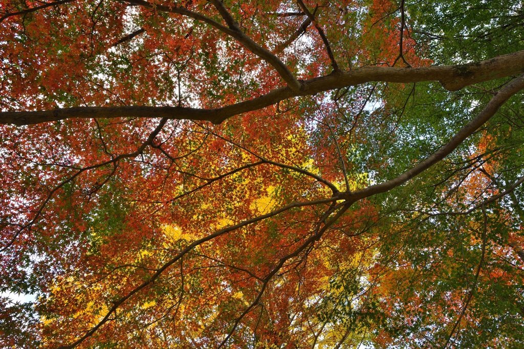 紅葉ネット
