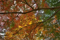 紅葉ネット